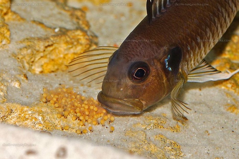 Triglachromis otostigma